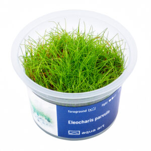 Biljka Eleocharis parvula in vitro