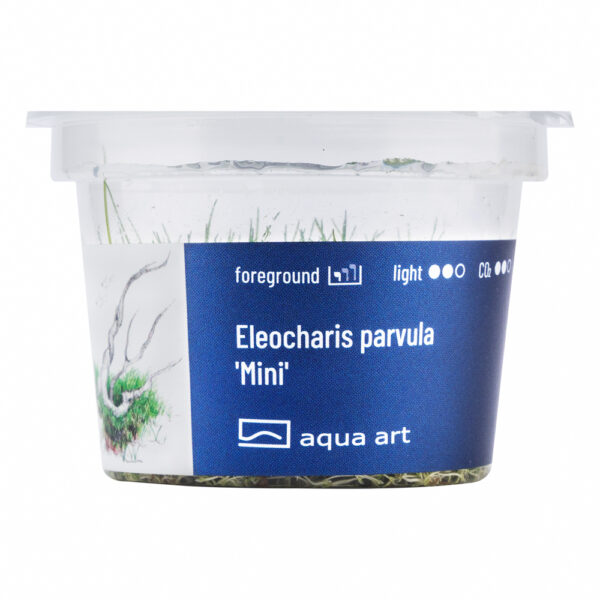 Biljka Eleocharis parvula "Mini" in vitro - Image 2