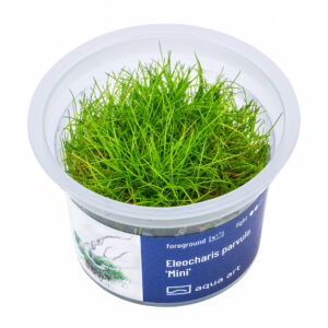 Biljka Eleocharis parvula "Mini" in vitro