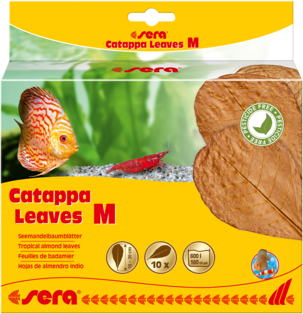 Sera Catappa lišće M 16-20cm 10kom