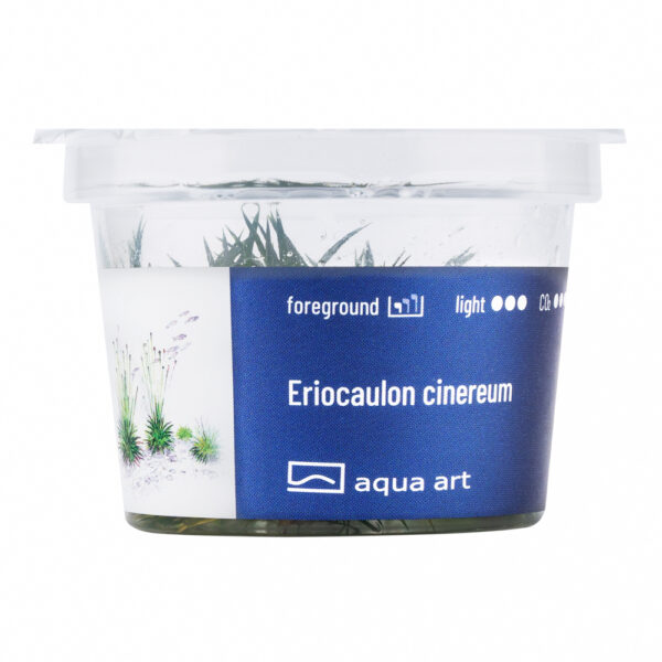 Biljka Eriocaulon cinereum in vitro - Image 2