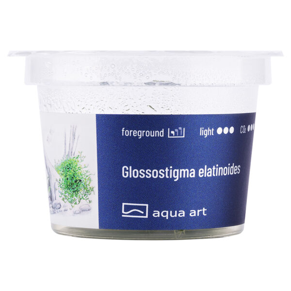 Biljka Glossostigma elatinoides in vitro - Image 2