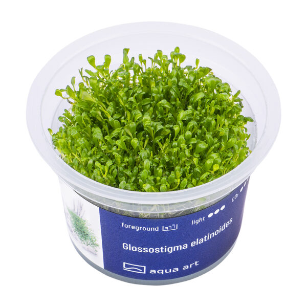 Biljka Glossostigma elatinoides in vitro