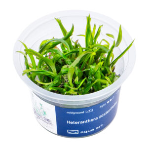 Biljka Heteranthera zosterifolia in vitro