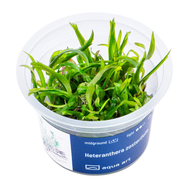 Biljka Heteranthera zosterifolia in vitro