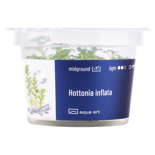 Biljka Hottonia inflata in vitro - Image 2