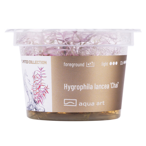 Biljka Hygrophila lancea "Chai" in vitro - Image 2