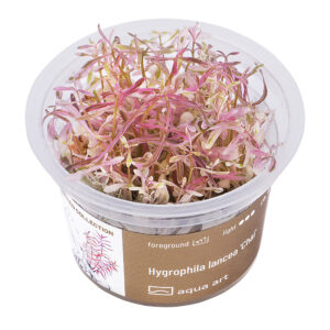 Biljka Hygrophila lancea "Chai" in vitro