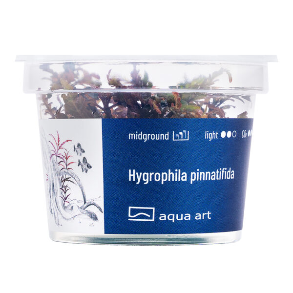 Biljka Hygrophila pinnatifida in vitro - Image 2