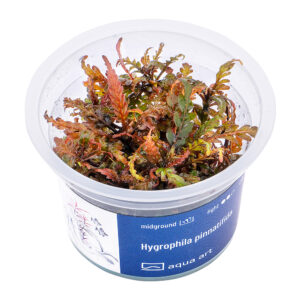 Biljka Hygrophila pinnatifida in vitro