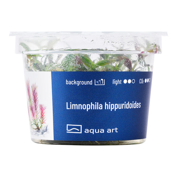 Biljka Limnophila hippuridoides in vitro - Image 2