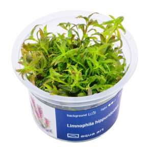 Biljka Limnophila hippuridoides in vitro