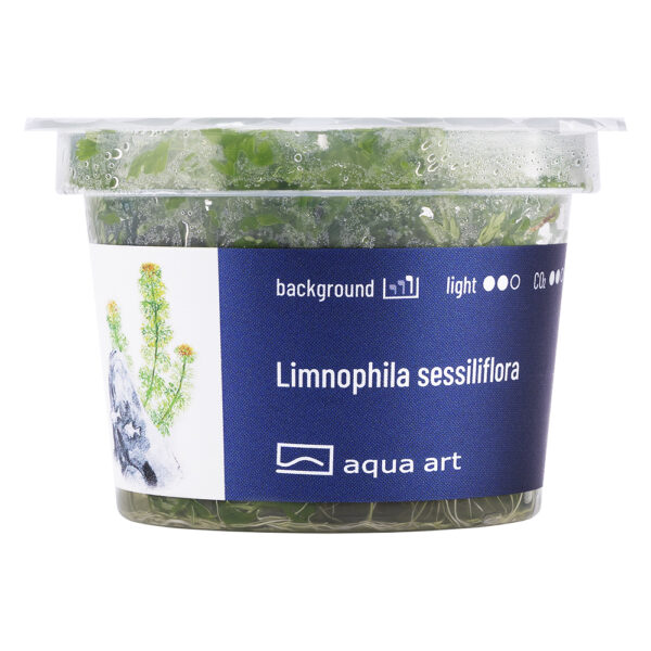 Biljka Limnophila sessiliflora in vitro - Image 2
