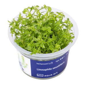 Biljka Limnophila sessiliflora in vitro