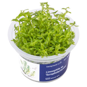 Biljka Limnophila "Scrophulariaceae"in vitro