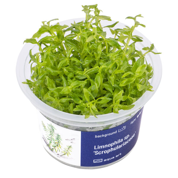 Biljka Limnophila "Scrophulariaceae"in vitro