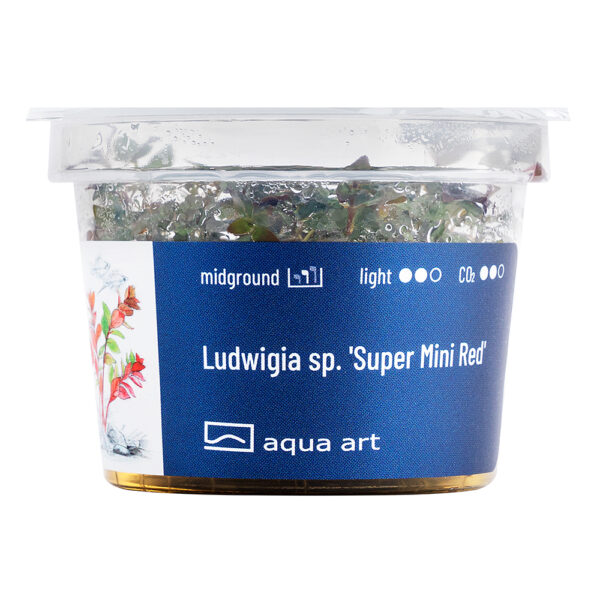 Biljka Ludwigia mini super red in vitro - Image 2