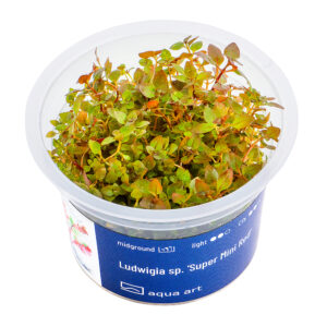 Biljka Ludwigia mini super red in vitro