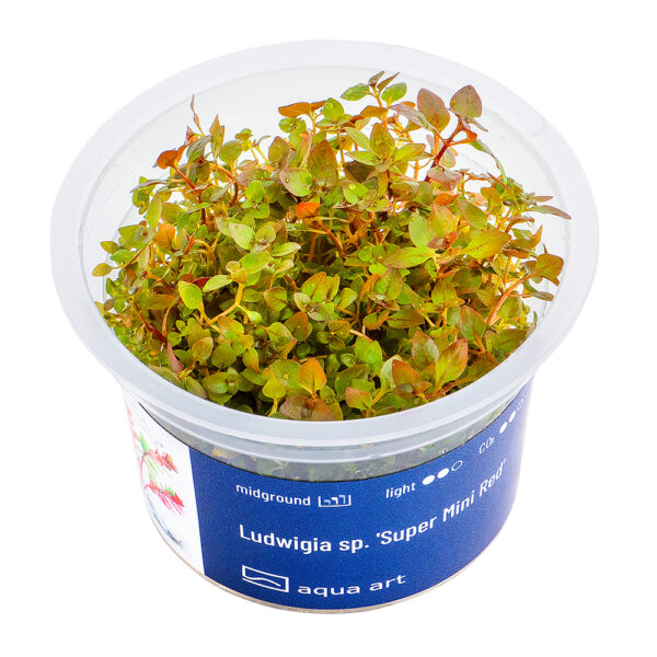 Biljka Ludwigia mini super red in vitro
