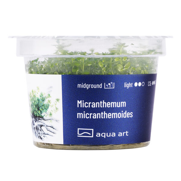 Biljka Micranthemum micranthemoides in vitro - Image 2