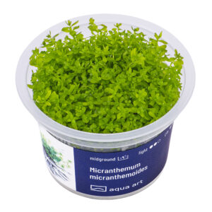 Biljka Micranthemum micranthemoides in vitro