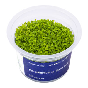 Biljka Micranthemum "Monte Carlo" in vitro