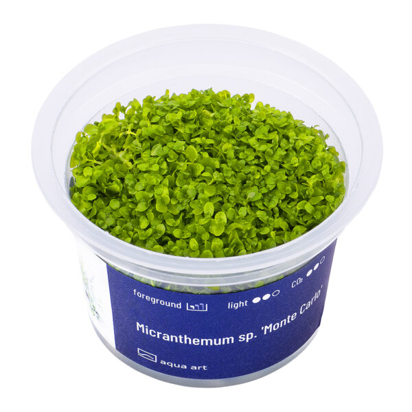 Biljka Micranthemum "Monte Carlo" in vitro