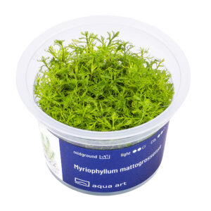 Biljka Myriophyllum mattogrossense in vitro