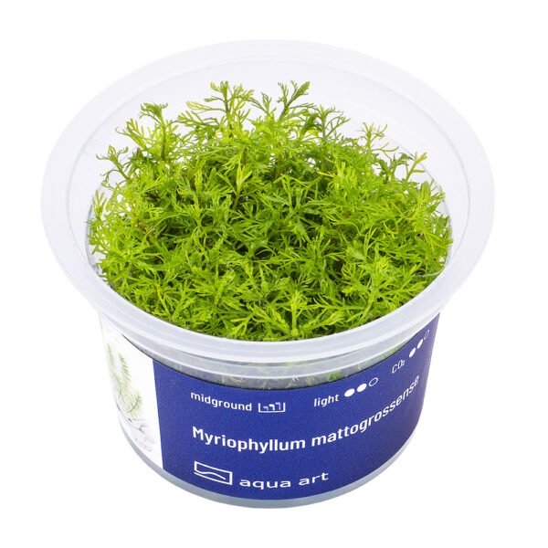 Biljka Myriophyllum mattogrossense in vitro