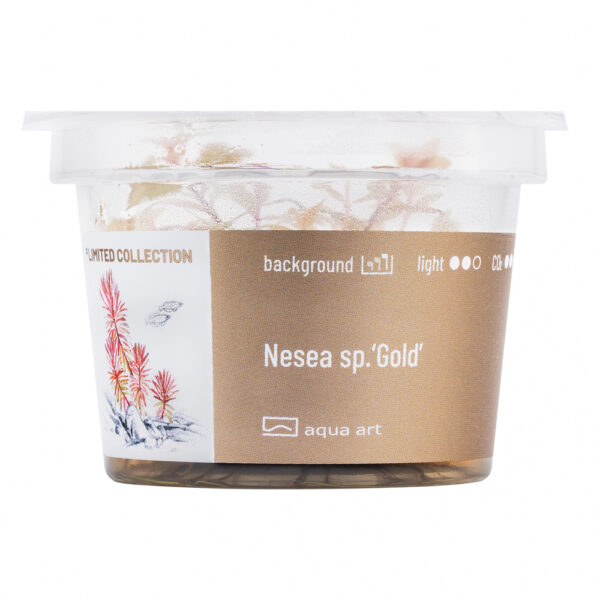Biljka Nesea sp "Gold" - Image 2