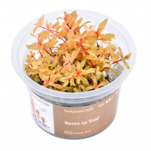 Biljka Nesea sp "Gold"