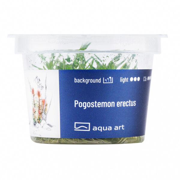 Biljka Pogostemon erectus in vitro - Image 2