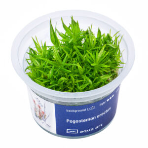 Biljka Pogostemon erectus in vitro
