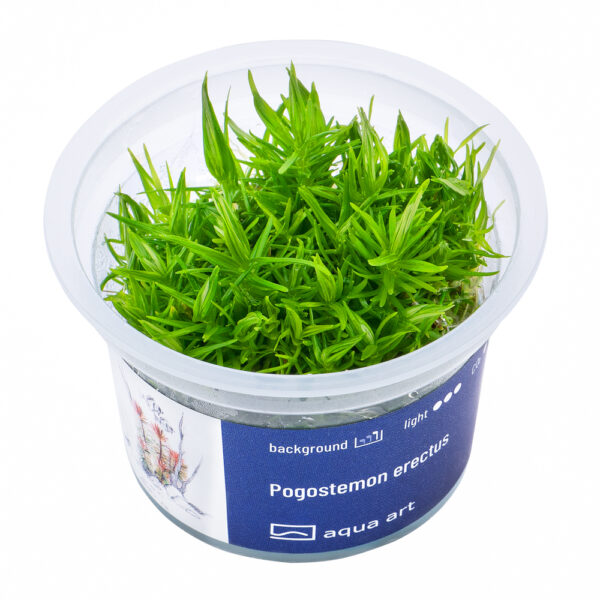Biljka Pogostemon erectus in vitro