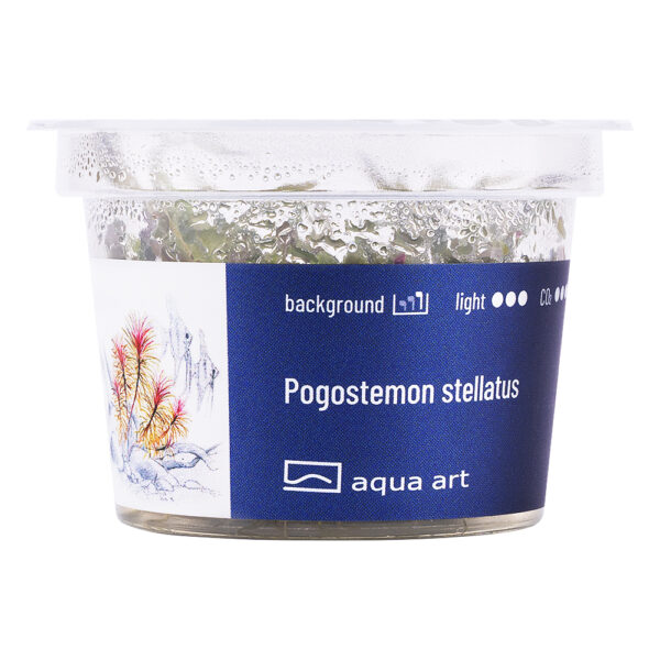 Biljka Pogostemon stellatus in vitro - Image 2