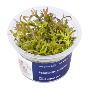 Biljka Pogostemon stellatus in vitro