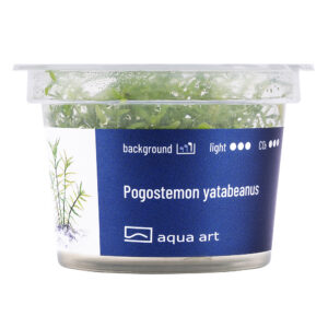 Biljka Pogostemon yalabeanus in vitro