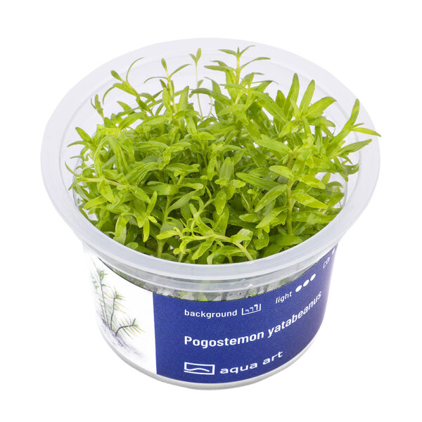 Biljka Pogostemon yalabeanus in vitro - Image 2