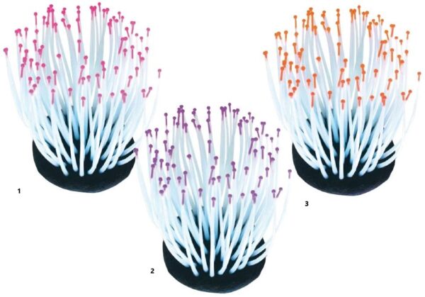 Akvarijski Ukras Reef Anemone 7,2x7,2x9cm Amtra