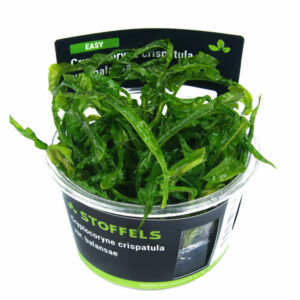 Biljka Cryptocoryne crispatula in vitro