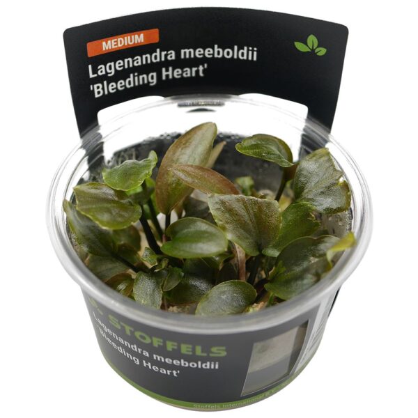 Biljka Lagenandra meeboldii "Bleeding heart" in vitro