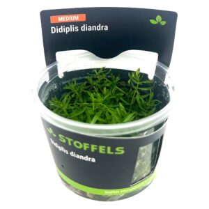 Biljka Didiplis diandra in vitro Stoffels
