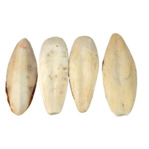 Sipina kost 1 kom 22-25cm Tatrapet