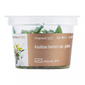 Biljka Anubias bateri glabra