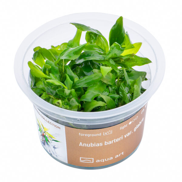 Biljka Anubias bateri glabra - Image 2