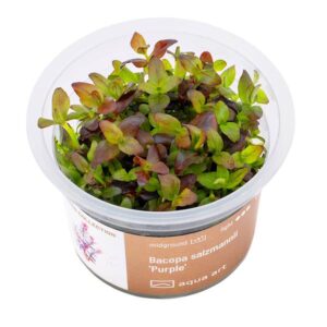 Biljka Bacopa salzmanni "Purple" in vitro