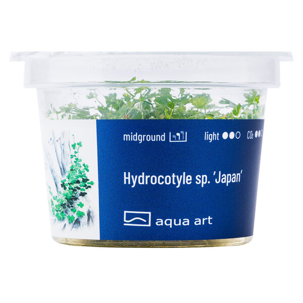 Biljka Hydrocotyle tripartita "Japan" in vitro - Image 2