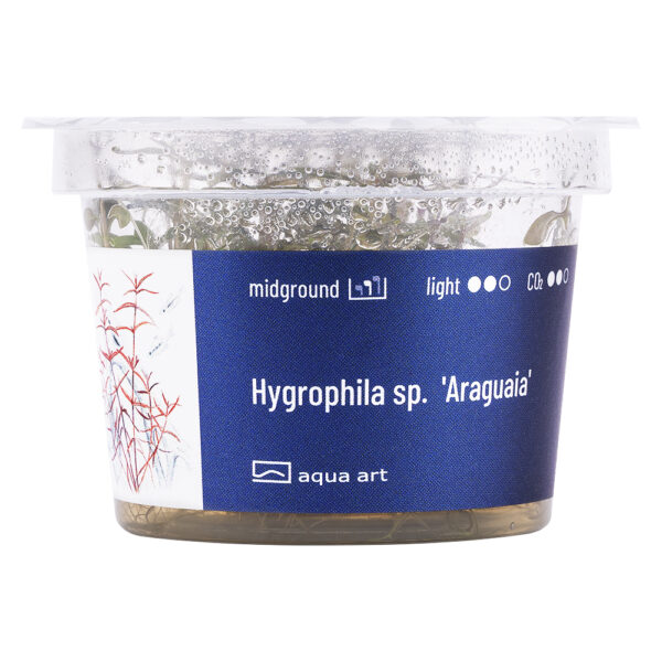 Biljka Hygrophila "Araguaia"in vitro - Image 2