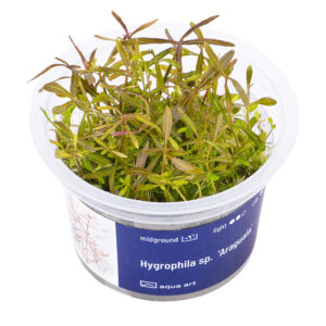 Biljka Hygrophila "Araguaia"in vitro