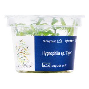 Biljka Hygrophila sp "Tiger" in vitro